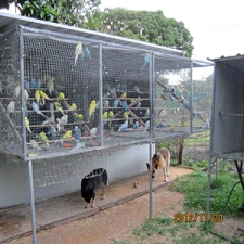 Budgerigars in Aviary